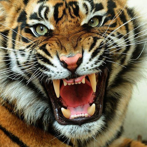 a tiger with its mouth open and it's teeth wide open, showing fangs