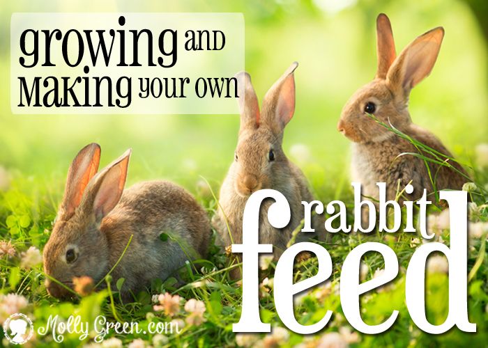 three rabbits sitting in the grass with words growing and making our own about feed on it