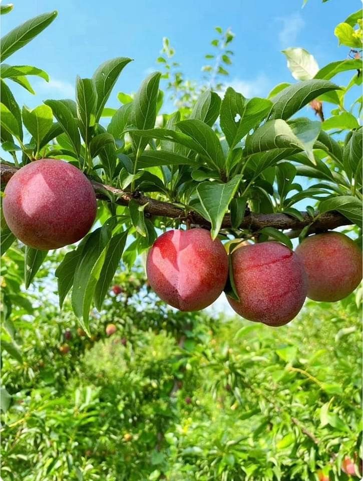 some fruit is hanging from a tree branch