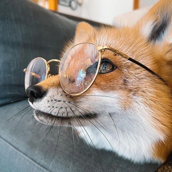 a close up of a dog wearing glasses on top of a couch next to a pillow