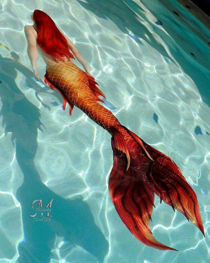 a red and gold fish swimming in a pool with clear blue water at the bottom