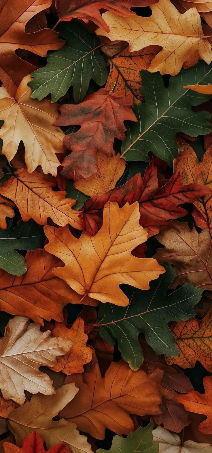 many different colored leaves laying on top of each other