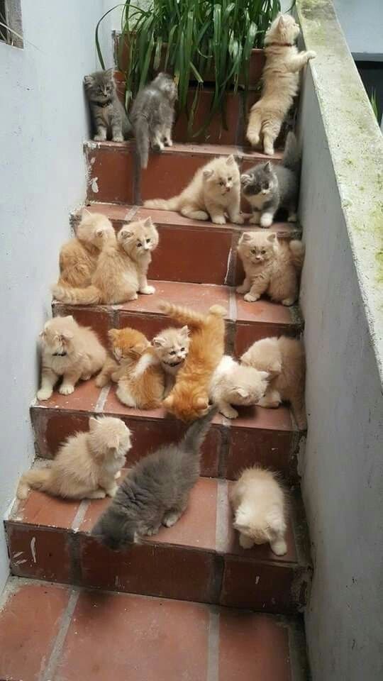 a bunch of cats that are sitting on some steps