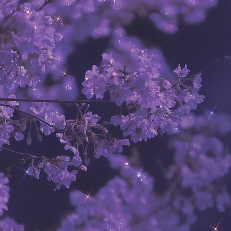 purple flowers with sparkles in the background