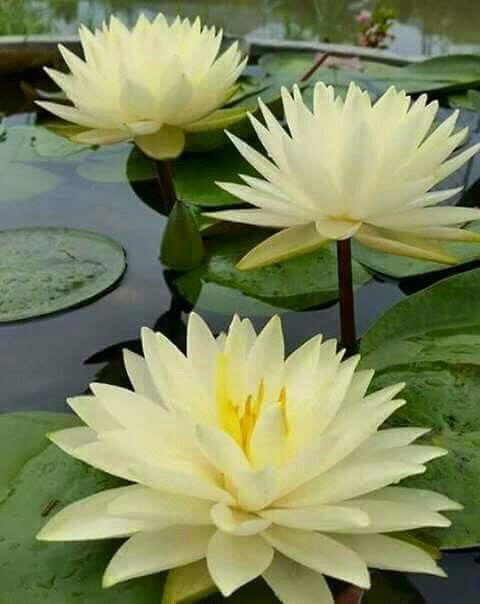 two yellow water lilies are in the pond