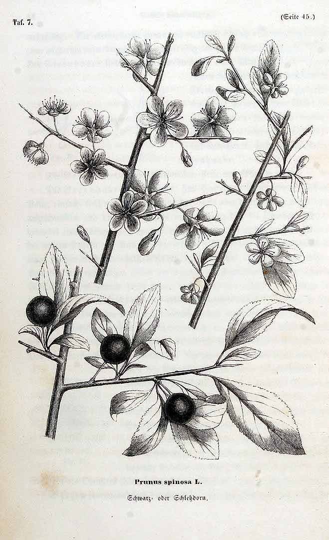 an old black and white drawing of flowers on a tree branch with the leaves still attached