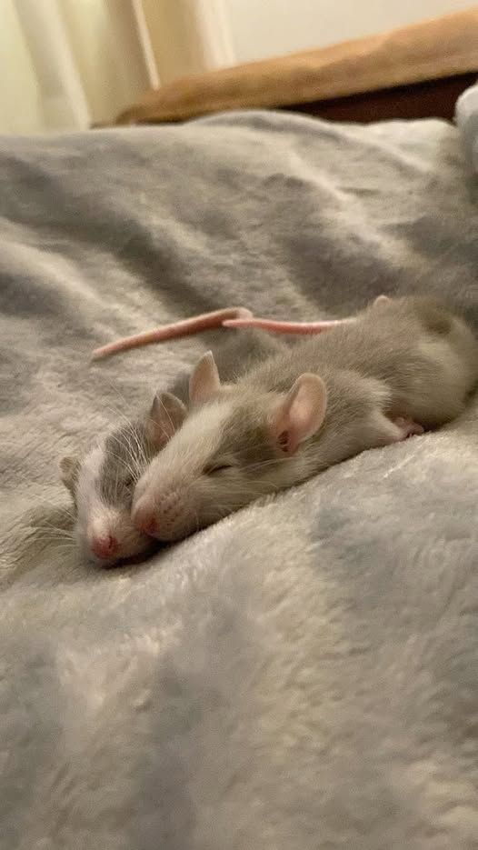 a rat is sleeping on top of a bed