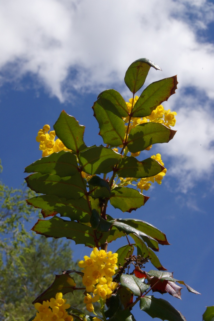 yellow flowers are blooming on the branches of trees against a blue sky with white clouds