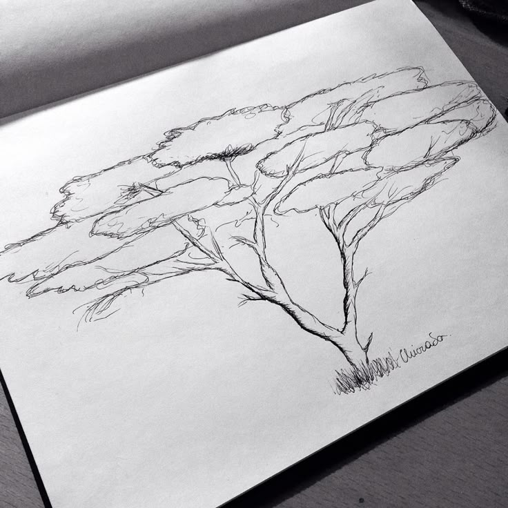 a pencil drawing of a tree with no leaves