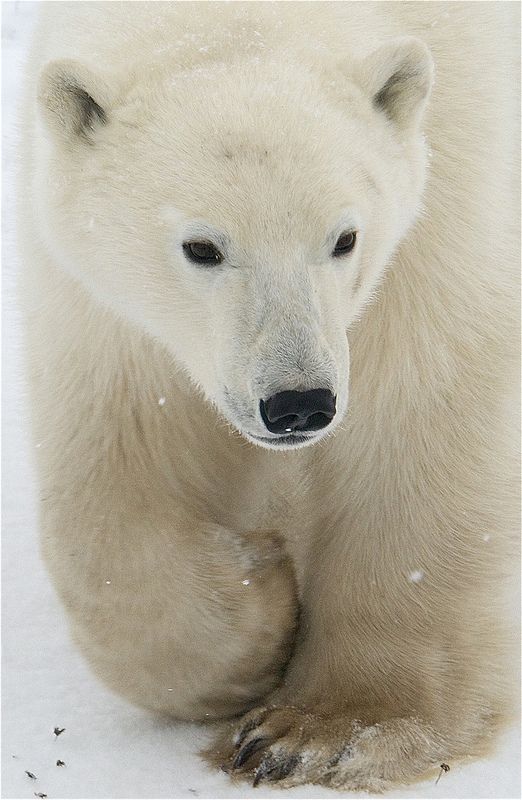 a polar bear sitting in the snow with its head turned to the side and eyes wide open