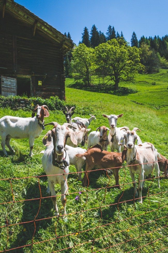 several goats are standing in the grass behind a wire fence and looking at the camera