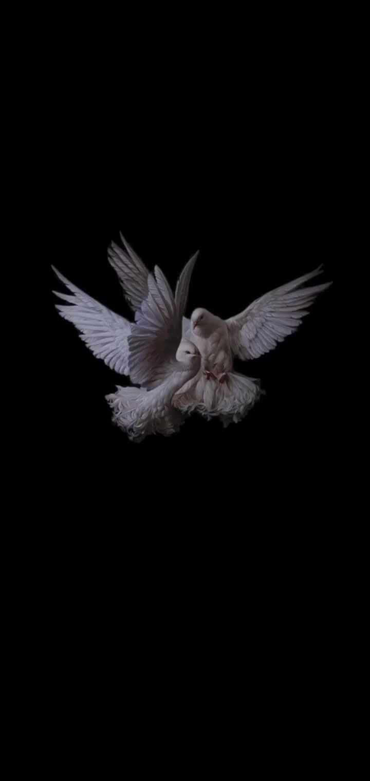 a white bird flying in the dark with its wings spread