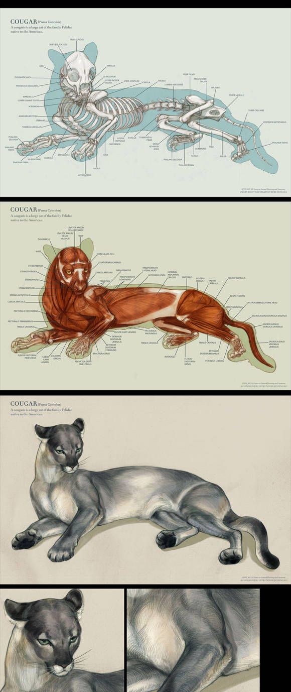 the anatomy of an animal is shown in three different pictures, including one cat laying down and