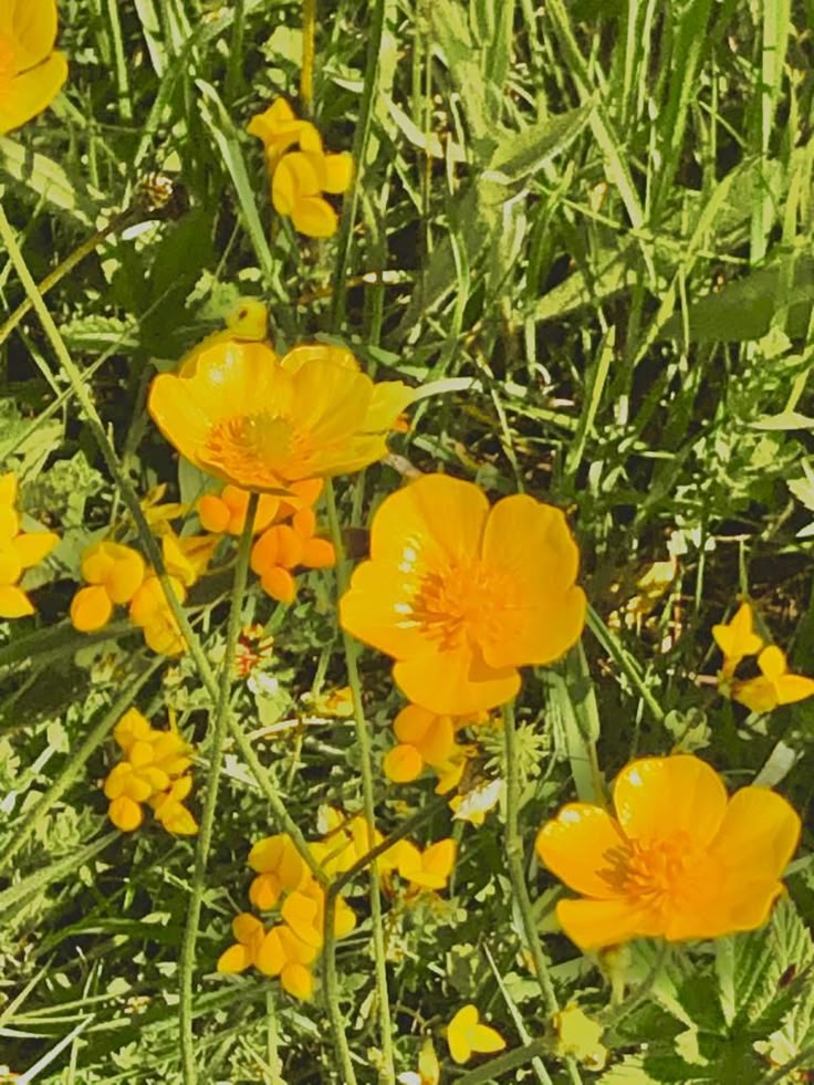 some yellow flowers are growing in the grass