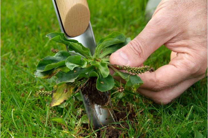 a person is holding a plant in the grass with two gardening utensils attached to it