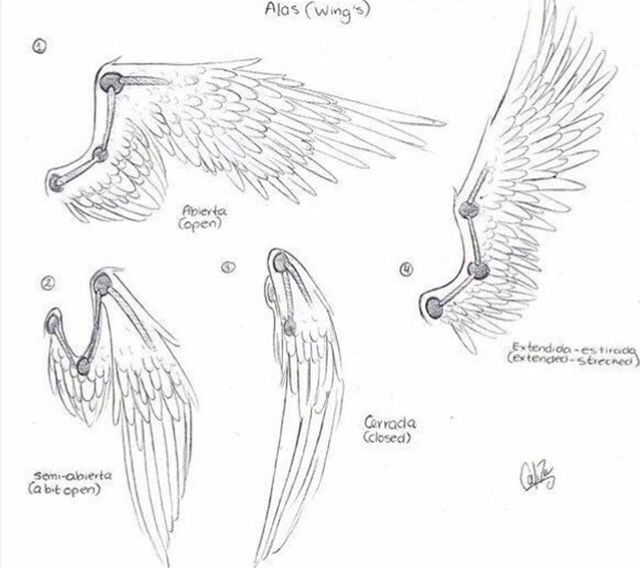 three different types of wings and their names