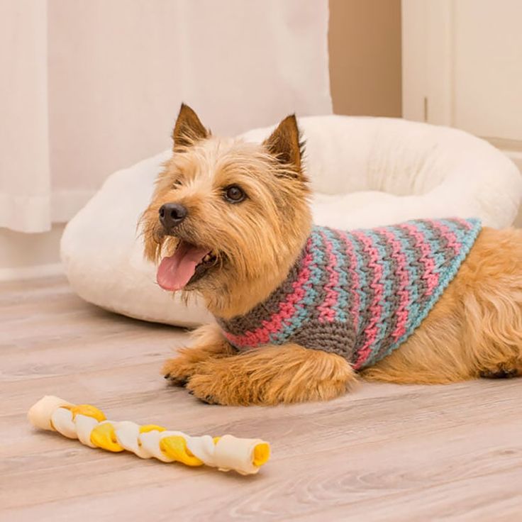 a dog wearing a sweater laying on the floor next to a bone toy in front of it