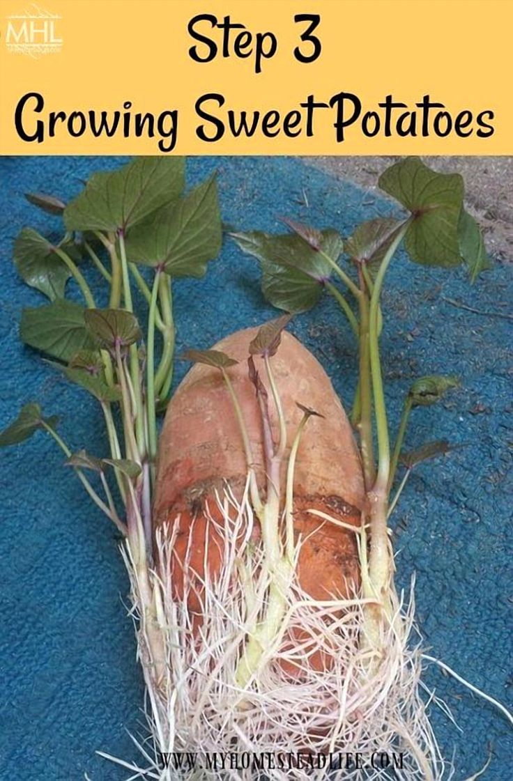 an image of growing sweet potatoes on the ground with text overlay that reads step 3 growing sweet potatoes