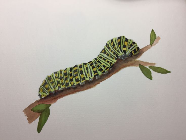 a painting of a caterpillar on a branch