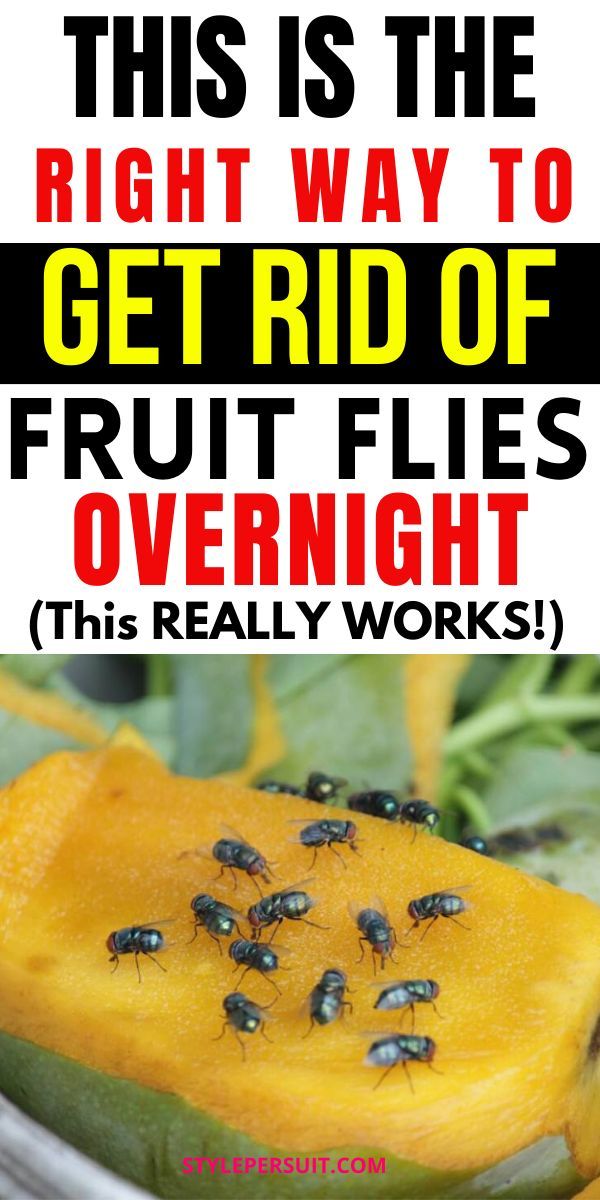 Fruit flies can quickly become a nuisance in your home, especially during warmer months or when fruits and vegetables are left exposed. Fortunately, there are several effective homemade fruit fly traps that you can use to get rid of these pesky insects quickly. Click to discover the 14 of the best DIY fruit fly traps to help you reclaim your space: Fruit Fly Spray Diy, Home Remedies For Flies, Diy Bug Repellent Spray, Fruit Fly Spray, Fruit Fly Repellent, Best Fruit Fly Trap, Fly Remedies, Homemade Fruit Fly Trap, Fruit Flies In House