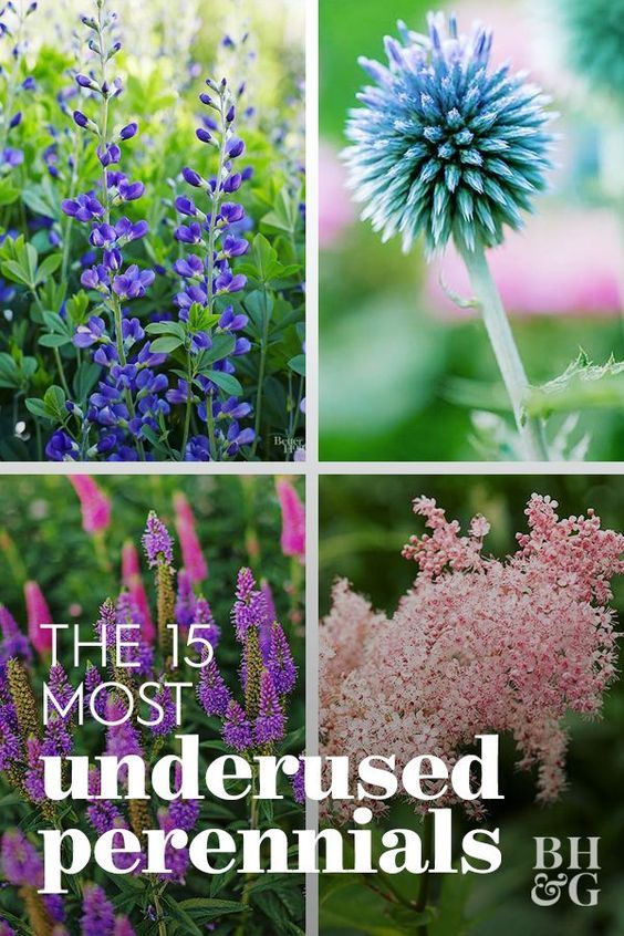 the most underused perennials for your garden, including blue flowers and purple plants