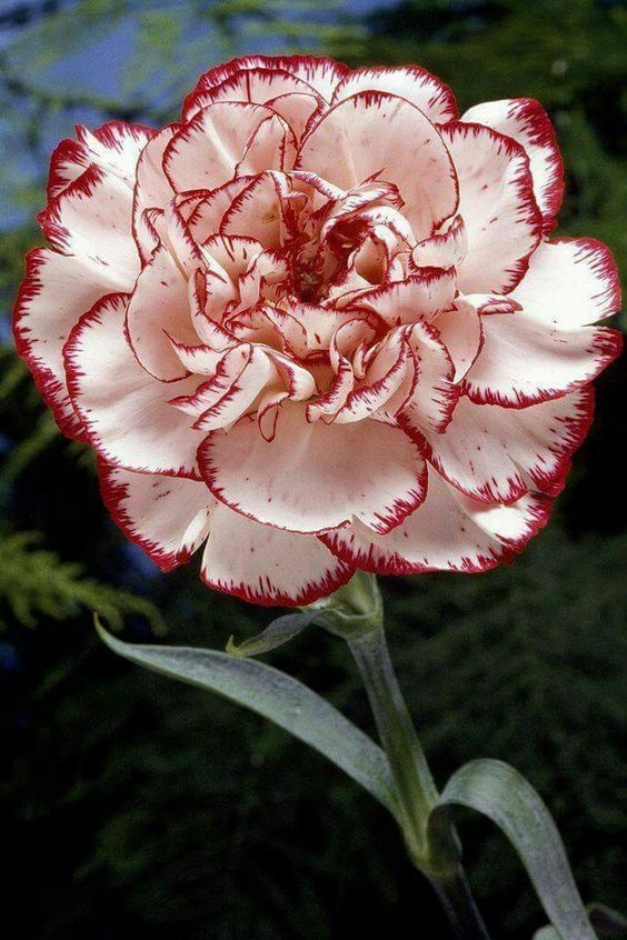 a pink and white flower with red stripes on it's petals in front of water