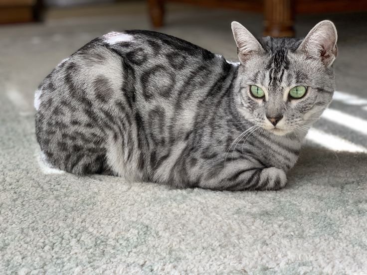 a cat with green eyes laying on the floor