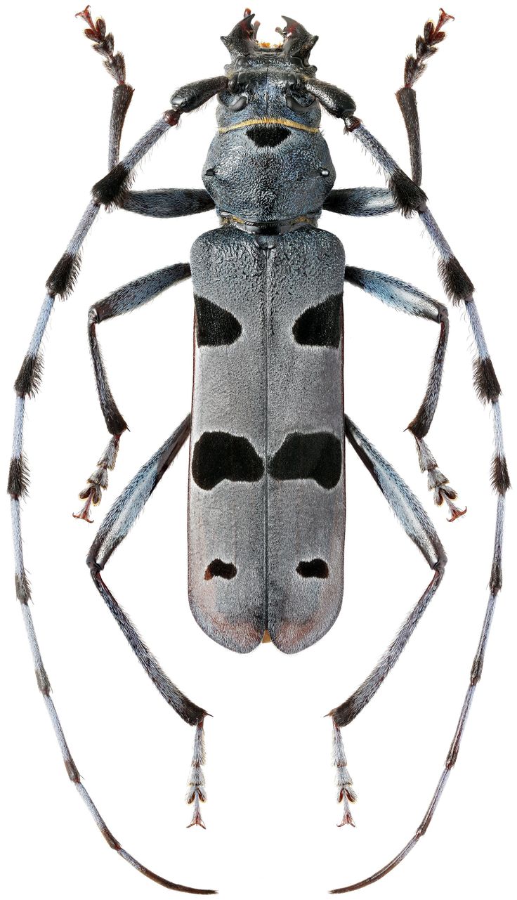 a black and white insect with long legs on it's back end, facing the camera