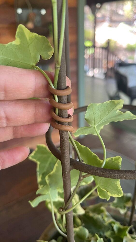 a person holding onto a plant with green leaves and brown wire wrapped around the stems