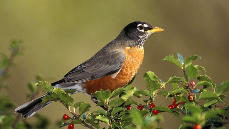 a small bird perched on top of a tree branch with red berries around its neck