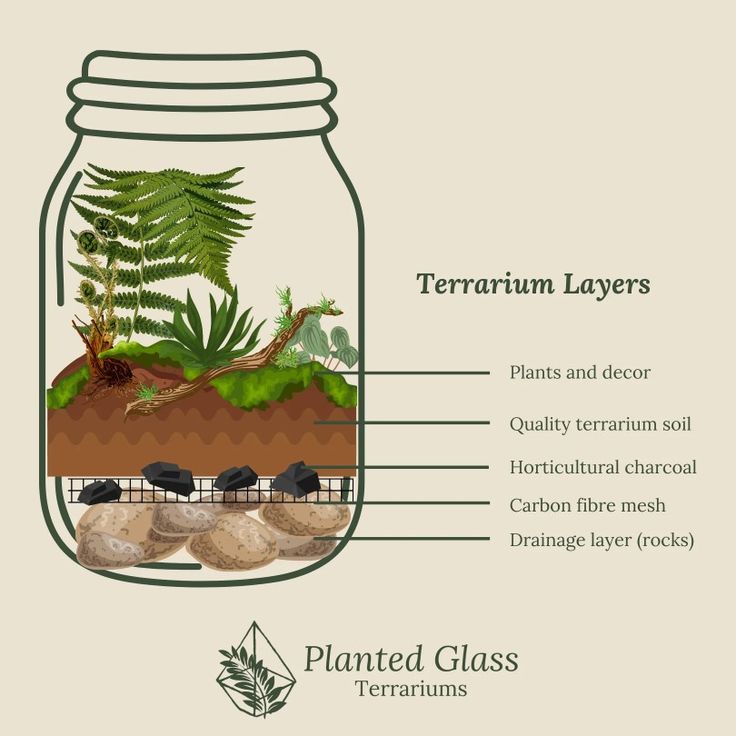 an illustration showing the parts of a terrarium in a jar with plants and rocks