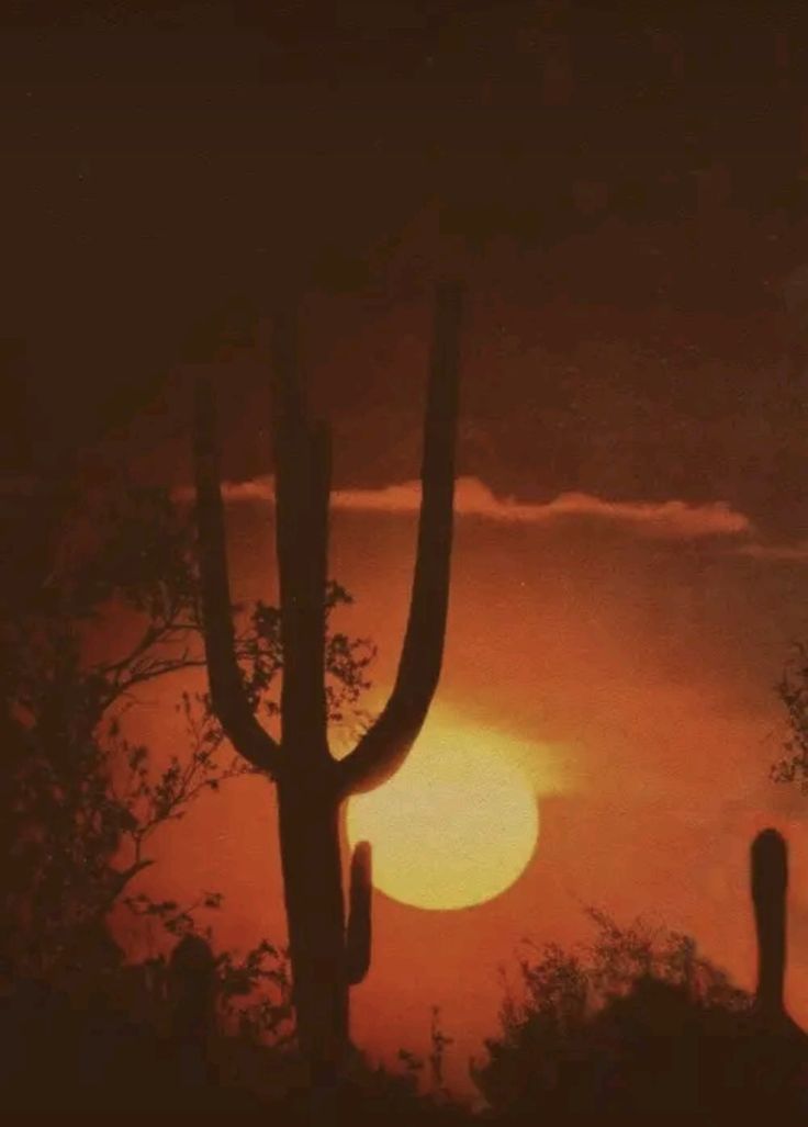 the sun is setting behind some cactus trees