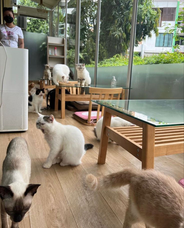 a group of cats standing on top of a hard wood floor next to a table