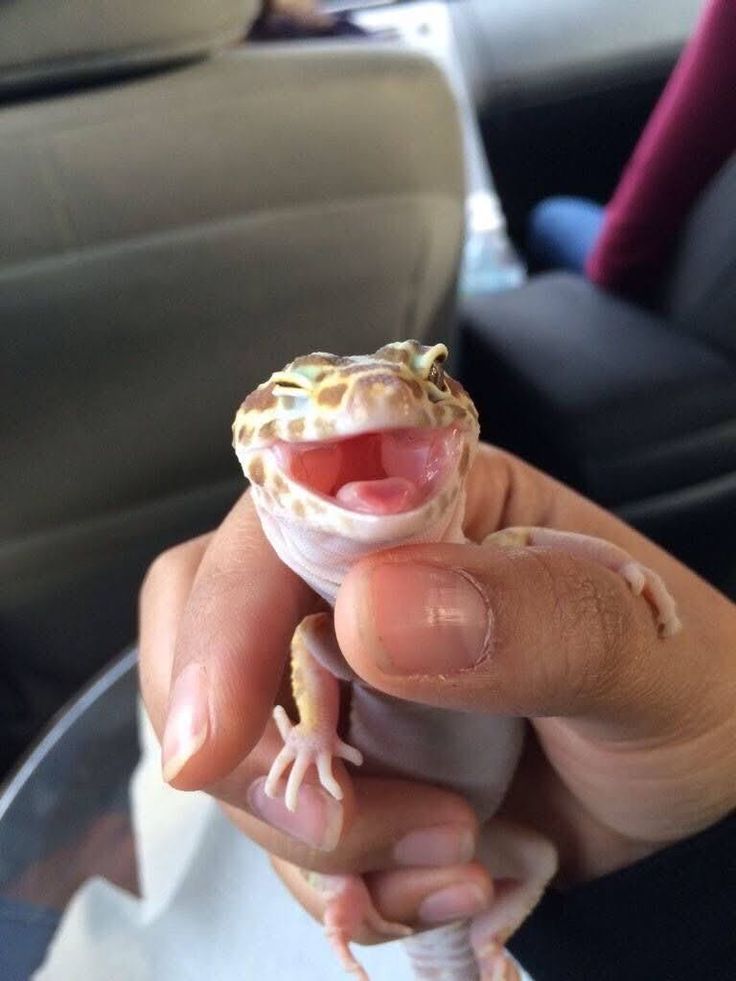 a person holding a small gecko up to the camera with its mouth wide open