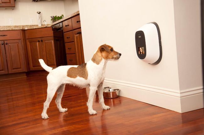 a brown and white dog standing next to a metal bowl on the floor near a wall