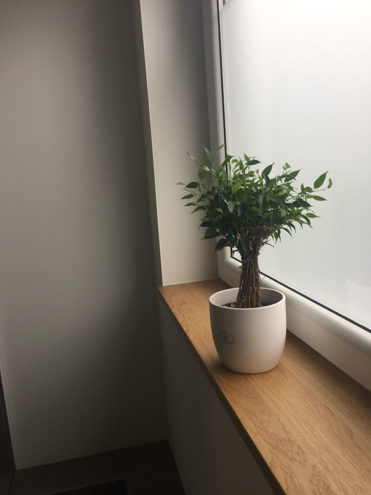 a potted plant sitting on top of a window sill