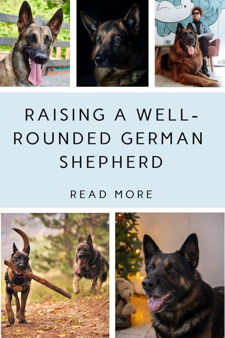 the cover of raising a well - rounded german shepherd