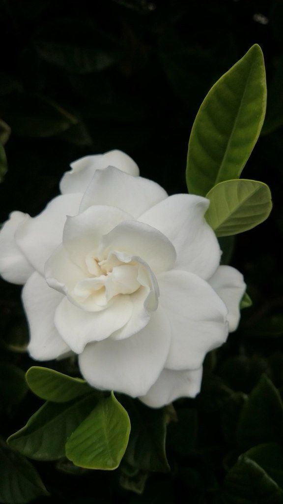 a white flower with green leaves around it