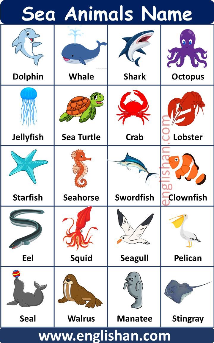 sea animals names and their meanings