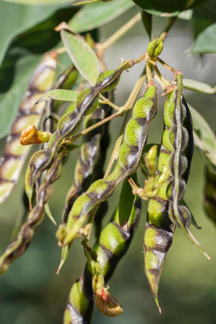 some green beans hanging from a tree branch