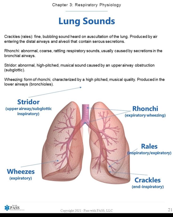 the lungs are labeled in this diagram