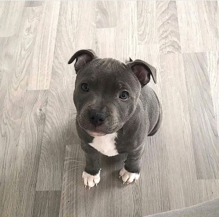 a gray and white pitbull puppy sitting on the floor looking at the camera