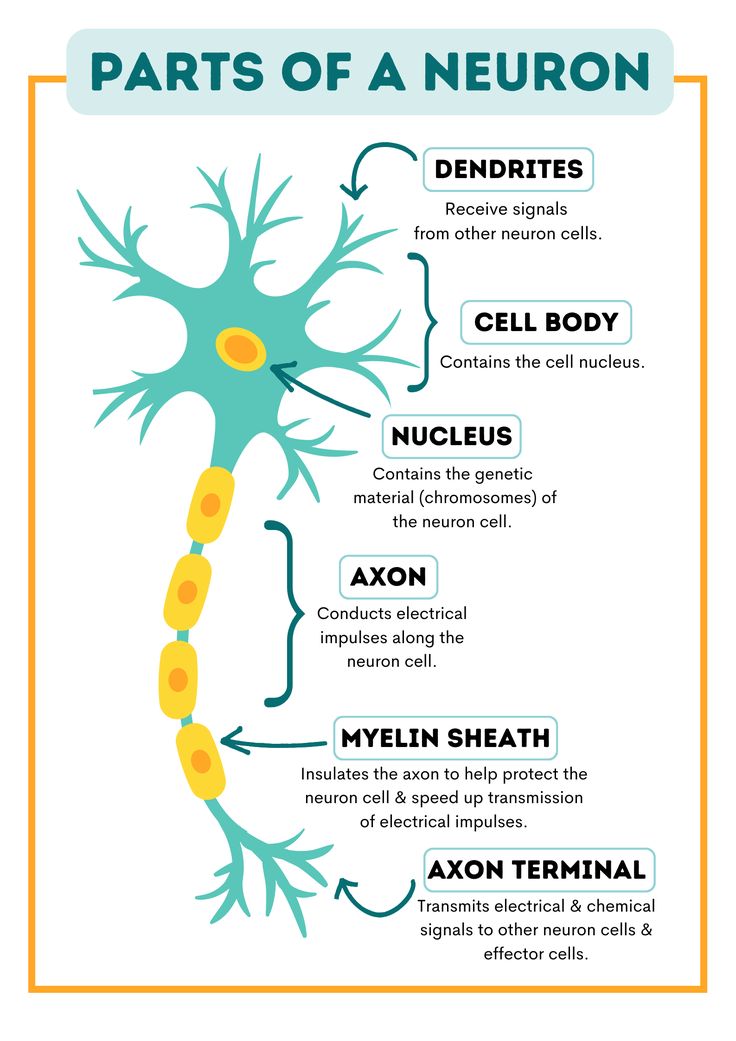 the parts of a neuron diagram with its names and functions, including an axon