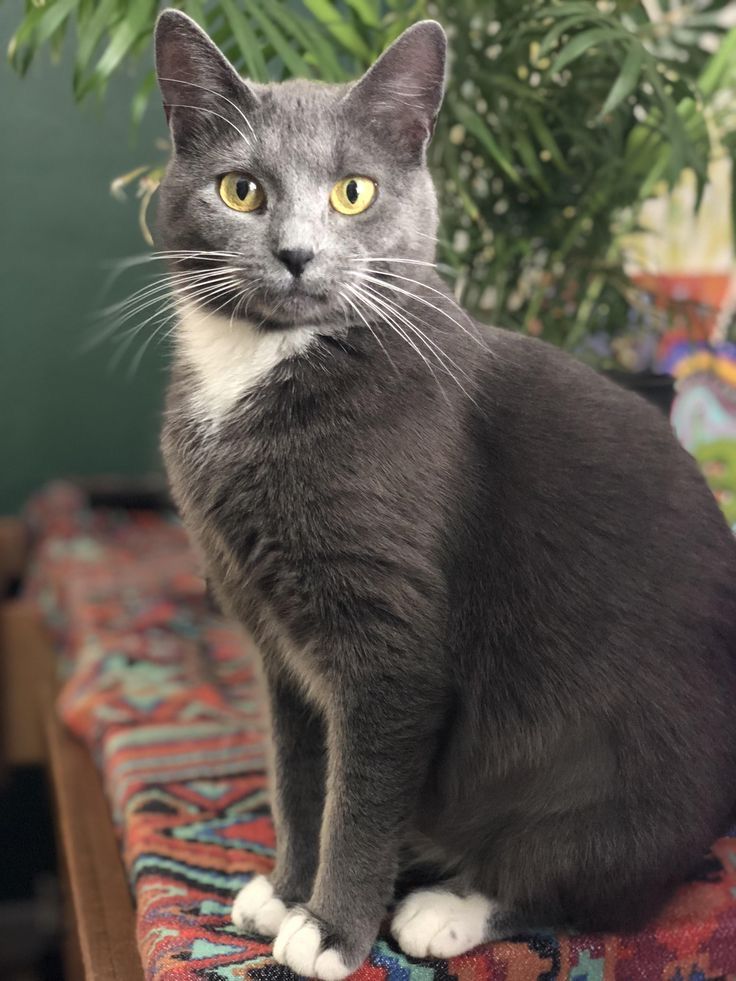 a gray cat sitting on top of a colorful rug next to a potted plant