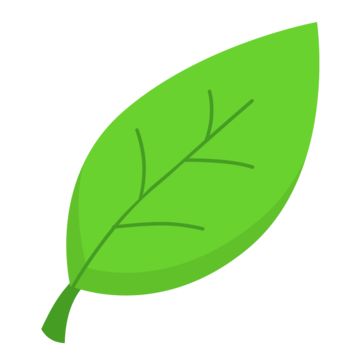 a green leaf on a white background