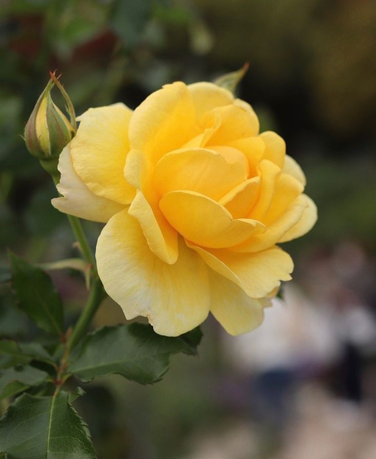 a yellow rose with green leaves in the foreground