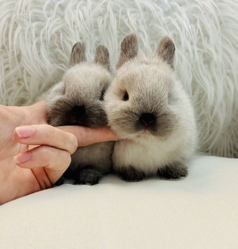 two small gray and white rabbits being held by someone's hand on a couch