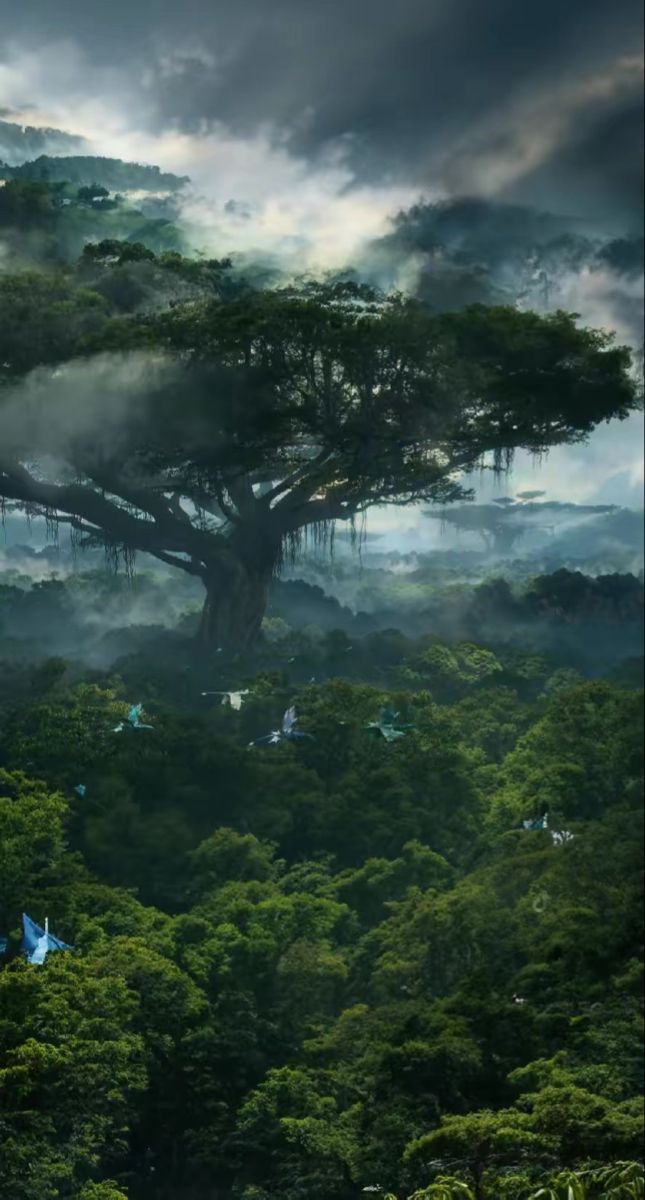 a large tree in the middle of a forest filled with lots of trees and fog