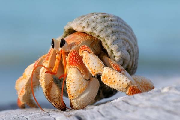 a crab with its head stuck in a shell