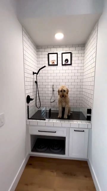 a small dog sitting on top of a counter in a room with white tile walls